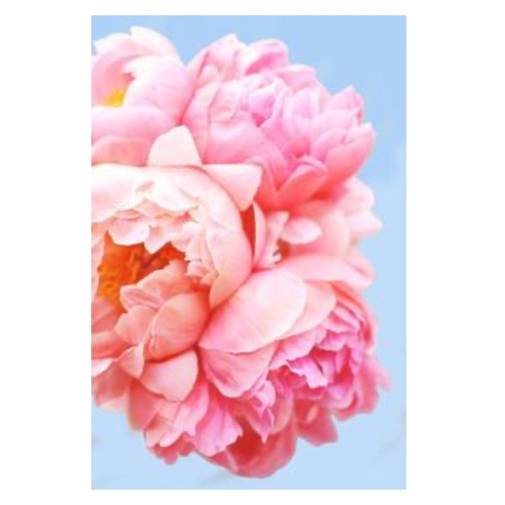 Pink Picasso Perfect Petals Paint by Number Canvas ONLY